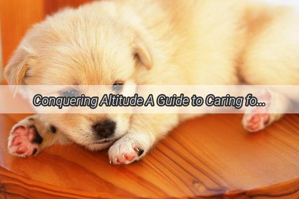 Conquering Altitude A Guide to Caring for Dogs that Have Conquered High Plains